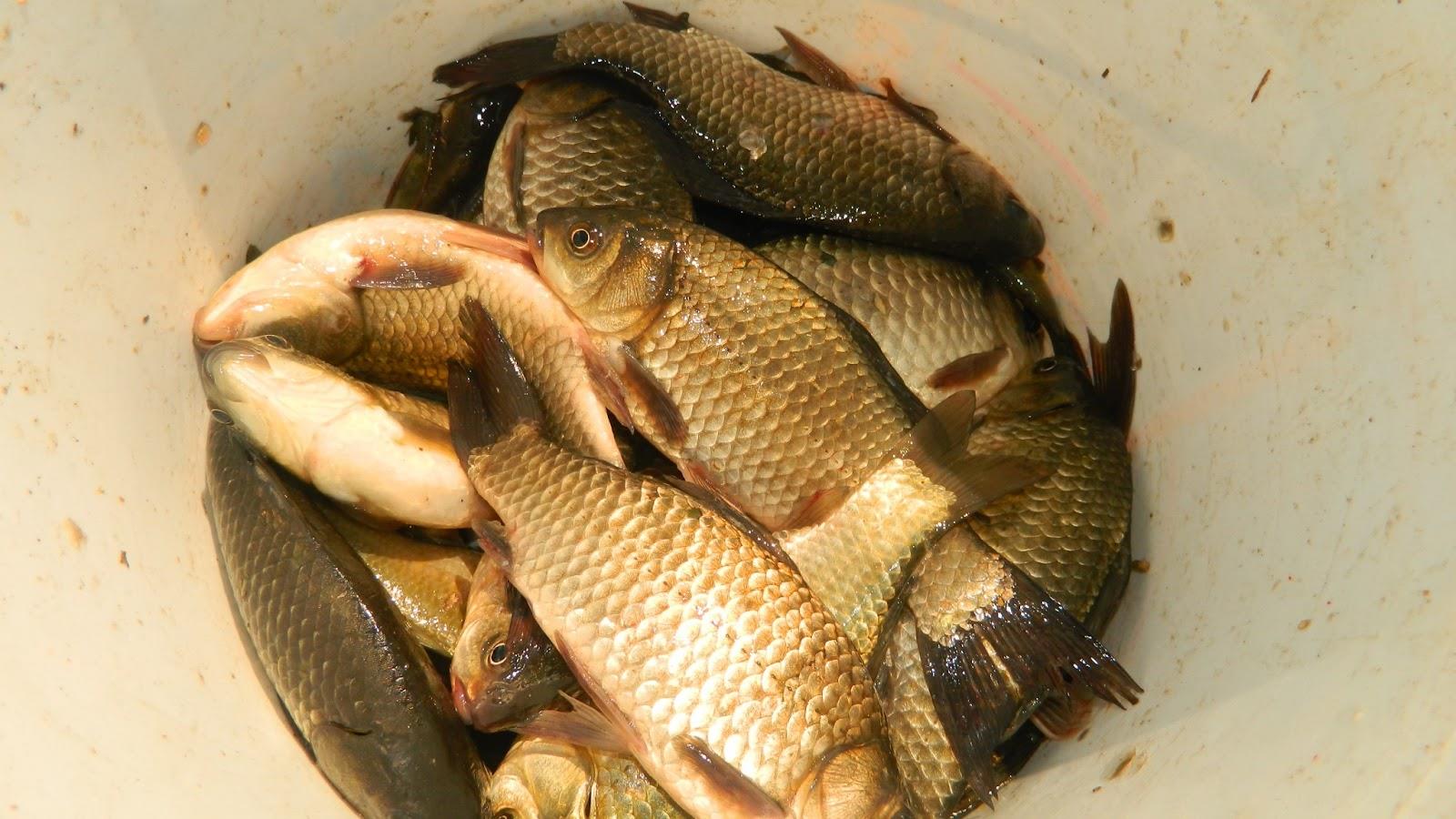 Continuare  - dscn4040.JPG